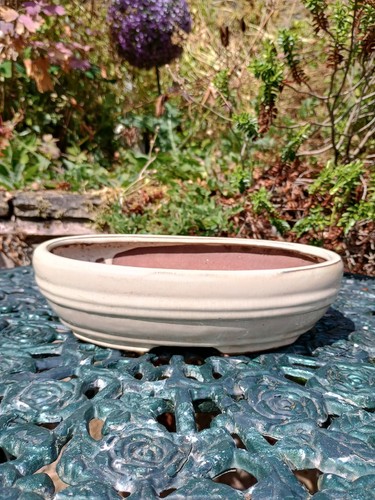 Bonsai oval bowl plant - bonsai,