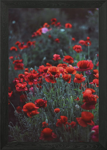 Red poppy framed wall art - red,