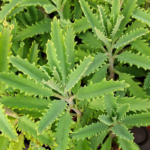 Tyes kalanchoe x40 - kalanchoe,