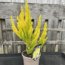 Erica ‘Albert’s Gold’ - Tree Heath 3ltr Pot 60cm