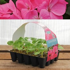 Plug Plants Geranium Rose Pink