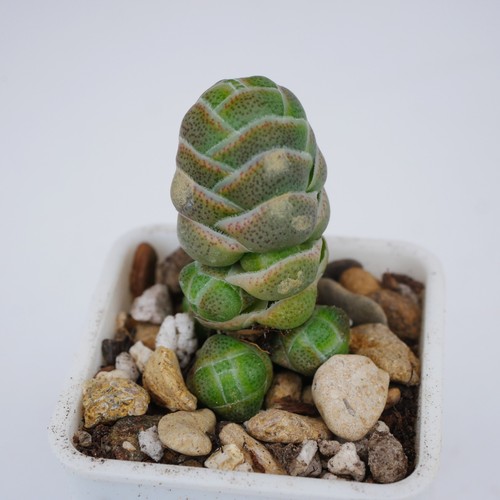 Crassula barklyi plant 1cm - crassula,