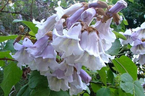 Paulownia tomentosa empress - paulownia,