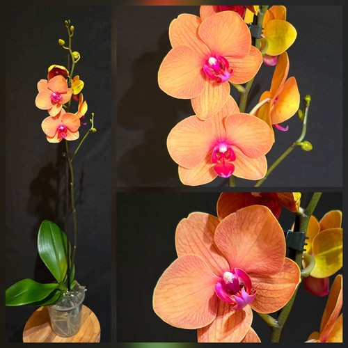 Phalaenopsis orange 1 - ‘orange,