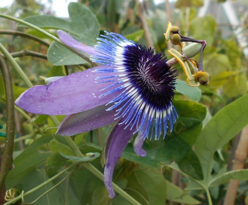 Young passion flower - passion,