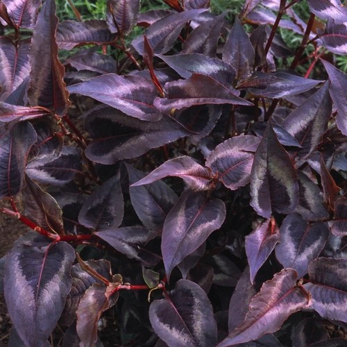 Persicaria red dragon plants - dragon,
