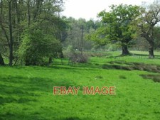 PHOTO  GRAZING LAND BY THE