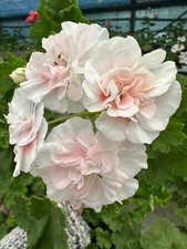 Pelargonium Lia 1820 (2025)