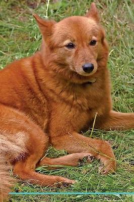Finnish spitz affirmations - spitz,