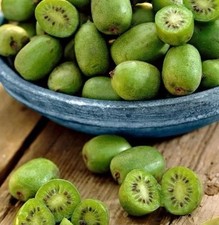 Kiwi ‘Issai’ Plant (2L