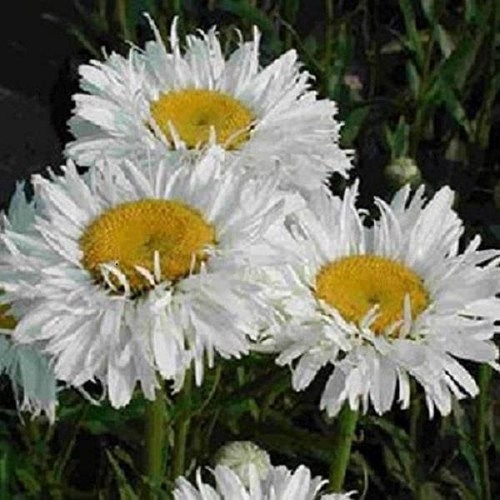 Shasta daisy leucathemum - daisy,