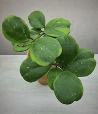 Hoya Obovata Amelia Rooted