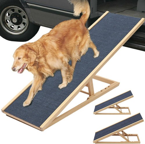 Ramp cat dog - dog,