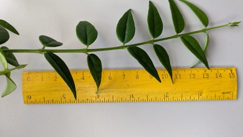 Hoya bella 3 node - hoya, 3-node