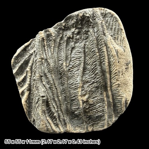 Pentacrinites crinoid lily - pentacrinites,