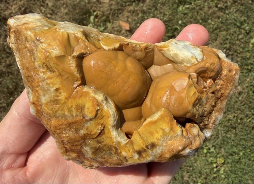Geodized crinoid stem - 1.1,