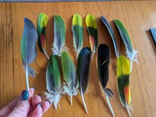 Amazon Parrot Feathers. These Are From A Cruelty Free Home.