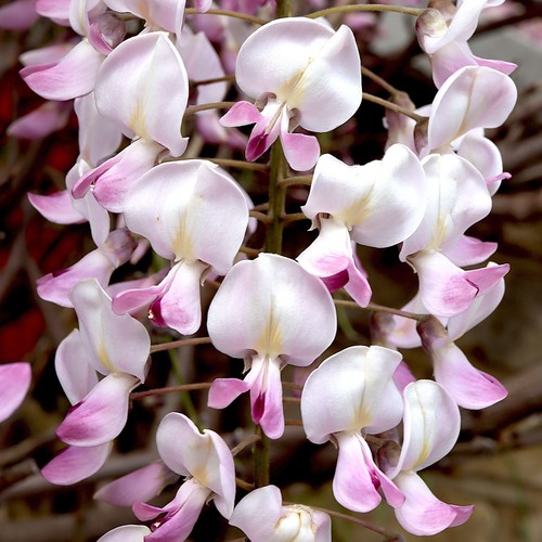 Wisteria rosea hardy - 'rosea',