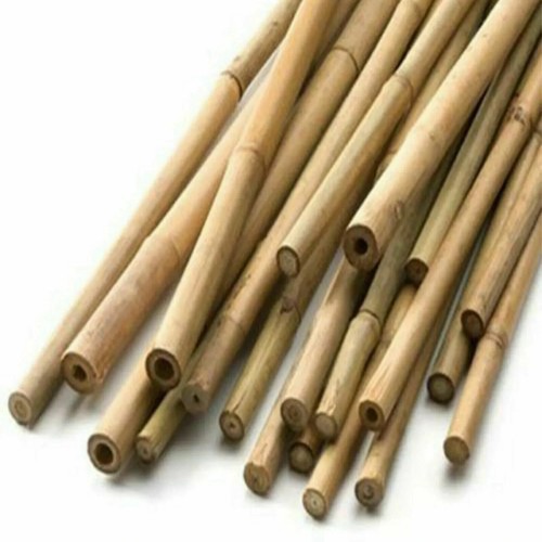 Thick 2ft bamboo canes - thick,