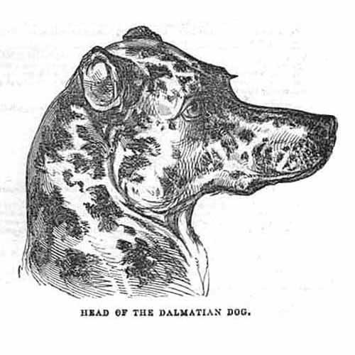 Head the dalmatian dog - of,