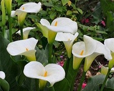 Calla Lily Imported white Pack