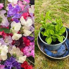 1 pot of Sweet Pea Mixed