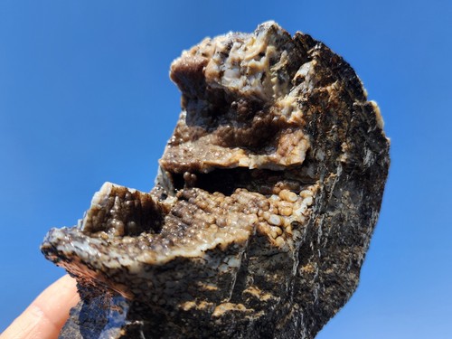 Dinosaur botryoidal gem bone - botryoidal,
