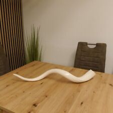 1x Kudu Interior Horn Polished