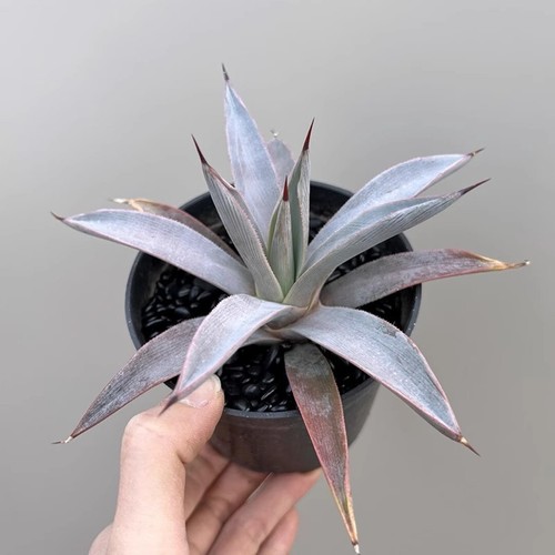 10cm succulent agave plant - succulent,