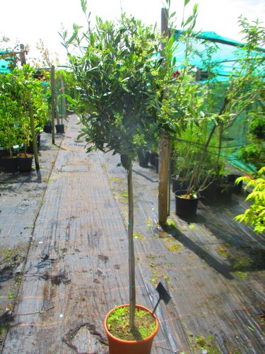 5ft inc pot hardy olive - 5ft,