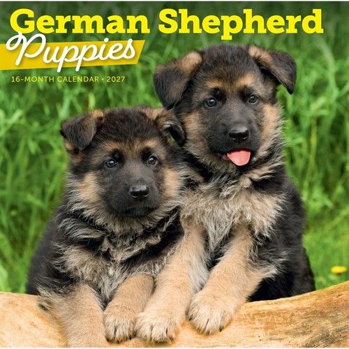German shepherd puppies - shepherd,