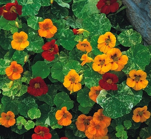 Nasturtium tom thumb organic - nasturtium, 6