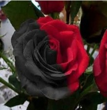 10 pcs Rare Amazingly