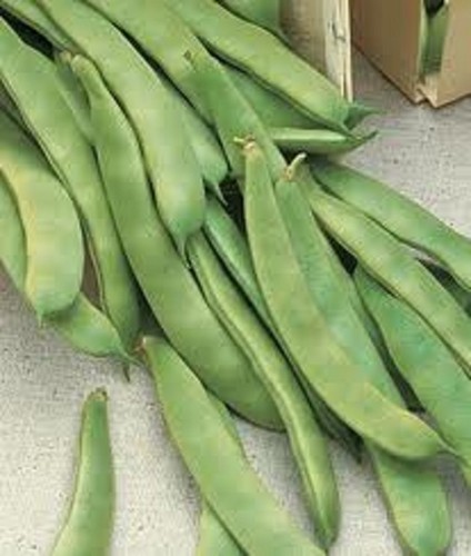 Romano pole bean seeds flat - bean,
