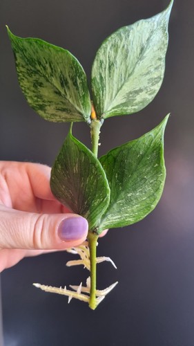 Hoya polyneura broget leaf - hoya,