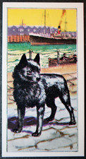 SCHIPPERKE   Belgian Barge Dog   Vintage 1970's Illustrated Card  FE05MS