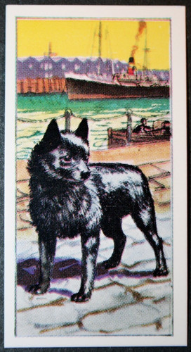 Schipperke belgian barge dog - ,
