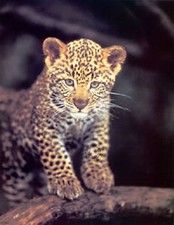 Steven Townsend - First