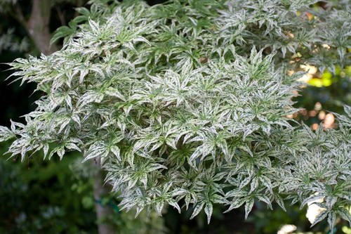 Ukigumo grafted japanese maple - ukigumo,