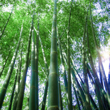 Dendrocalamus peculiaris