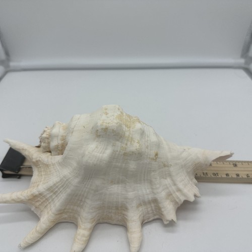 Large lambis spider - lambis, conch