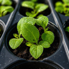 5 Tobacco Seedlings: Grow