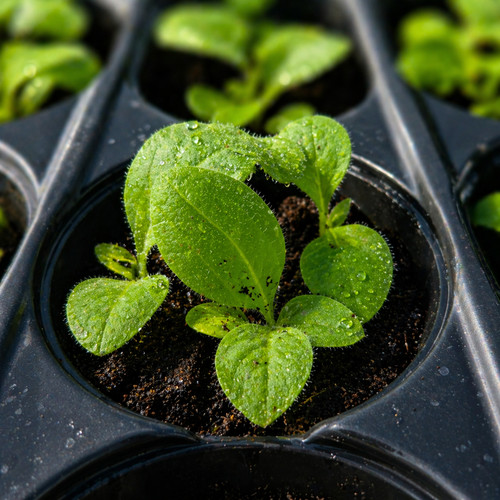 Tobacco seedlings grow - seedlings:,