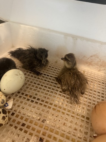 Fertile bym duck hatching - fertile,