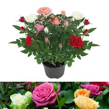 Rose Indoor Quattro Mix -