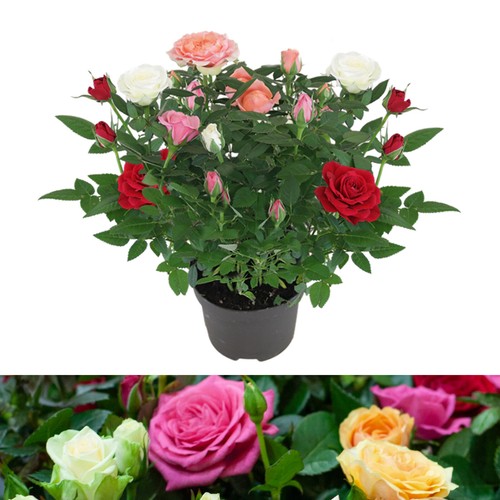 Rose indoor quattro mix - mix,
