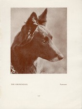 BELGIAN SHEPHERD GRONENDAL OLD VINTAGE 1934 NAMED DOG SEPIA PRINT PAGE