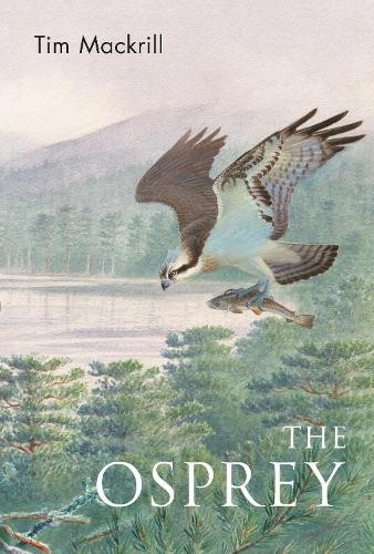 The osprey tim mackrill - osprey, by