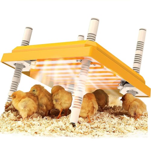 Chick brooder plate - chick,