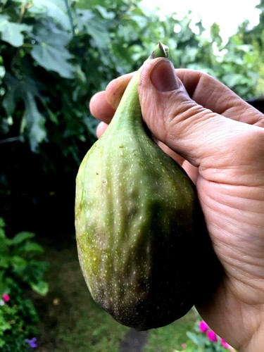 Fig tree from cyprus longue - from,